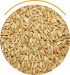 Premium cash 
grain

